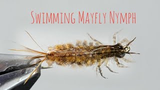 Tying the BEST Isonychia Bicolor Mayfly Nymph [upl. by Engapmahc]