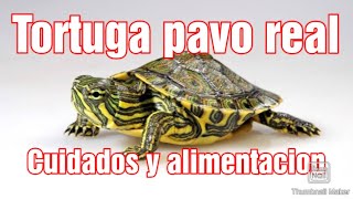 TORTUGA PAVO REAL Trachemys VenustaTORTUGAS  Cuidados y alimentación [upl. by Einyaj346]