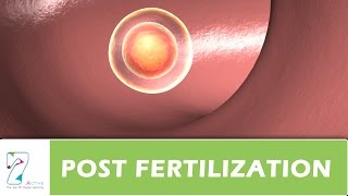 POST FERTILIZATION [upl. by Salina]