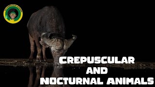 Crepuscular and Nocturnal Animals Learn animal names [upl. by Latsirc]