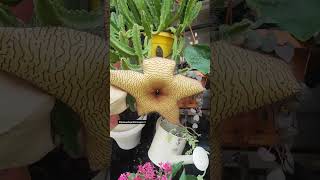 cómo cuidar la stapelia gigantea [upl. by Lipsey508]