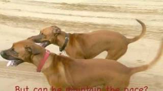 Rhodesian Ridgeback vs Quad Bike  Ridgebacks Racing [upl. by Nocam]