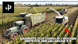 1500ha Mais in 3 Wochen 🌽 Ernte für 2800 Milchkühe  JP Agrar [upl. by Gesner]