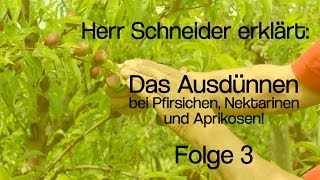 Herr Schneider erklärt Das Ausdünnen bei Pfirsichen Nektarinen und Aprikosen [upl. by Eido566]