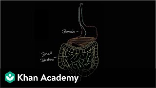 What is gastroenteritis  Gastrointestinal system diseases  NCLEXRN  Khan Academy [upl. by Obadiah570]