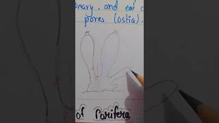 Phylum 2 Porifera sycom drawing tutorial invertebrate animalssycom drawing tutorial [upl. by Piper827]