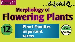 Class 11 ಕನ್ನಡದಲ್ಲಿ  Morphology of Flowering Plants  12 Families [upl. by Lahcar206]