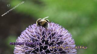 kogeldistel  echinops ritro  globe thistle amp visitors [upl. by Carman252]