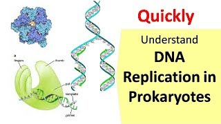 DNA Replication in Prokaryotes [upl. by Swan145]