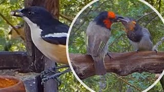 Blackcollared barbet feeding baby Green wood hoopoe Karoo thrush Southern boubou and others [upl. by Georgianne]