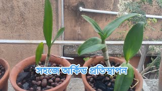 খুব সহজে অর্কিড প্রতিস্থাপন করার পদ্ধতিHow to repot new orchid plant easily [upl. by Wharton142]