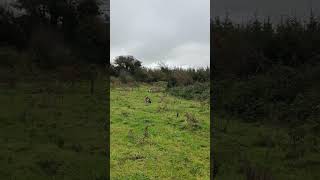 English Springer Spaniel Hunting Pheasant [upl. by Ahsennek]