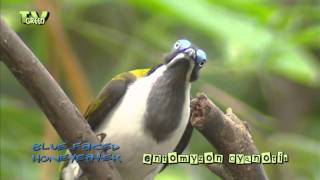 Birds of Asia  Bluefaced Honeyeater  blauwwanghoningeter [upl. by Ailbert]