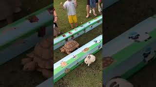 Rabbit and tortoise storyఎవరుగెలిచారుfunny practical storyreal shots [upl. by Alvita280]