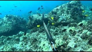 Spearfishing the Shallows  Speargun Session  Big Uhu  Catch and Cook  Big Island of Hawaii [upl. by Recha990]