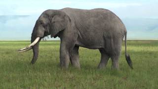 Elephant  Safari Ngorongoro Crater Africa [upl. by Aivatnuhs]