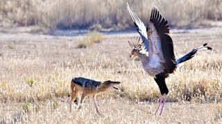 SECRETARY BIRD HARASSES JACKAL [upl. by Rukna]