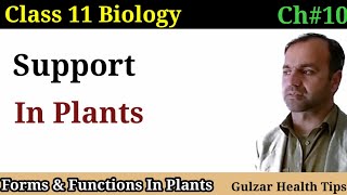 Support in Plants  lignified Woody Plants  vascular tissues  class 11th Biology [upl. by Nellahs]