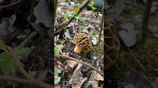 Morchella esculenta morchella mushroomhunting morrel asmr asmrmushrooms morcheln [upl. by Yrro919]