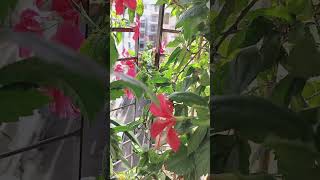 Secret Tips to Grow More Java Flowers in Your Balcony Garden ★ গাছে প্রচুর জবা ফুল পেতে কী করবেন [upl. by Acinnor118]