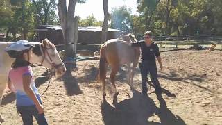 Groundwork 101 How to teach horsemanship groundwork to children and begginner riders [upl. by Glynis]