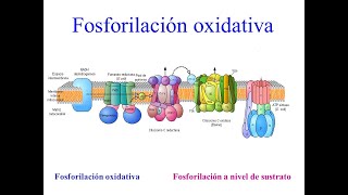 Cadena respiratoria fosforilación oxidativa y balance energético del catabolismo de la glucosa V61 [upl. by Spense]