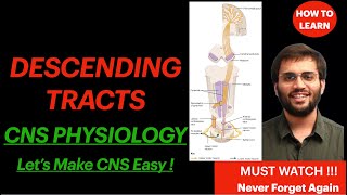 Neuroanatomy Descending Tract CNS Physiology Pyramidal Tract Spinal Cord Explanation  Mnemonic [upl. by Amalita]