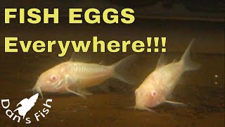 Pygmy Corydoras Care Guide – Breeding Food and More [upl. by Hertha]