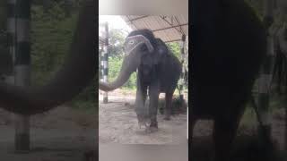 gorumara elephant camp elephantlovers viral shortsfeed Dooars 1million share shorts India [upl. by Aitnic46]