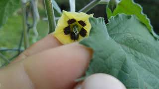 Cultivo Caseiro de Physalis  A Série Floração e início de frutificação [upl. by Medor758]