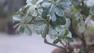 How to Growing Feeding Pruning Variegated Pittosporum Urdu [upl. by Atinel]