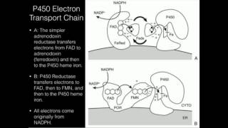 Cytochrome P450 Electron Sources P450 Reductase or Adrenodoxin [upl. by Tzong]