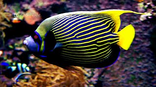 Emperor Angelfish in an Aquarium with Corals [upl. by Ailad971]