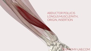 Abductor Pollicis Longus Musclepath Origin Insertion 3D Anatomy [upl. by Tawsha]