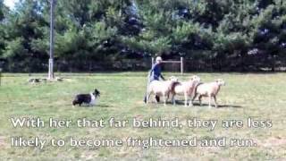 Scarlett the Sheltie Herding Sheep [upl. by Nine572]