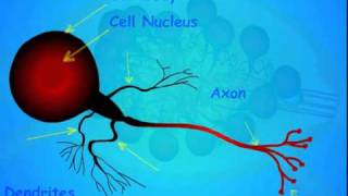 3 Insect Nervous System [upl. by Michale686]