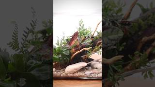 Making a planted driftwood terrarium with epiphytes [upl. by Lorelle]