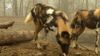 Negen nieuwe Afrikaanse wilde honden gearriveerd in GaiaZOO [upl. by Leong796]