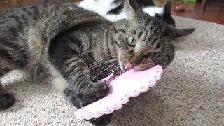 DIY Valentines Day Cat Toys  The Dollar Tree [upl. by Hurff153]