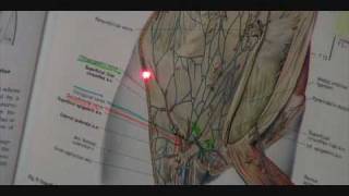 ilioinguinal iliohypogastric and genitofemoral nerve eval 4 of 5 Jerry Hesch [upl. by Agna]