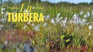 La Turbera Un gigantesco sumidero de carbono [upl. by Schwab178]