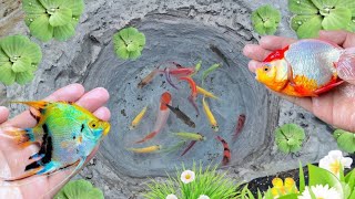 catch colorful glofish cute goldfish manfish koi fish betta fish [upl. by Aitnahc527]