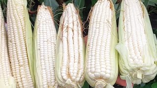 Abonos para el llenado de grano🌽🌽 maiz abono [upl. by Kimon]