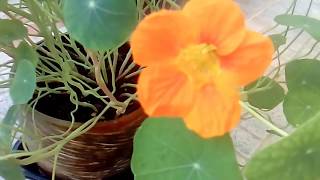 Καπουτσινος  Tropaeolum  Nasturtium [upl. by Nnaaras125]