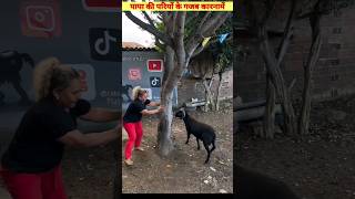 पापा की परियों के गजब कारनामें😂Funny Fails Clip 😀 देखकर चौंक जाओगे 😁factsneek [upl. by Orville]