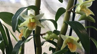 MARCH 2016 GREENHOUSE ORCHID UPDATE [upl. by Beedon]