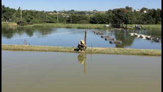 Bioindicadores da qualidade da água [upl. by Aeht118]