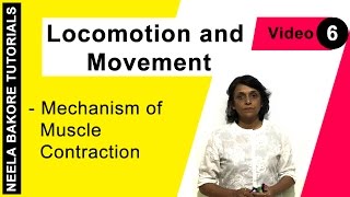 Locomotion and Movement  NEET  Mechanism of Muscle Contraction  Neela Bakore Tutorials [upl. by Adeuga5]