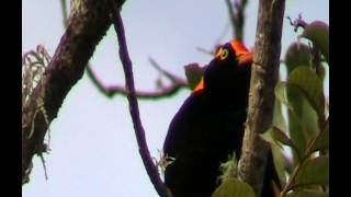 Regent Bowerbird  Bird watching in Australia with Ejbirdwatching [upl. by Hgielar]