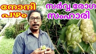 Noni fruit morinda citrifolia നോനി പഴം [upl. by Luar]